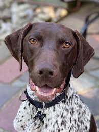 They need quite a bit of exercise and are just as willing to hunt as they are to the webbed feet of the german shorthaired pointer puppies considerably help the animal function beautifully just about anywhere. German Shorthaired Pointer Cello S Corner