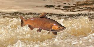 Chinook Salmon National Wildlife Federation