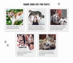 12 facts about maine cats