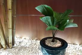 Indoor Palm Trees Ing Guide Care