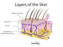 Medical Terminology Of The Integumentary System Nursecepts