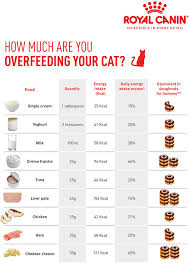 your cat too many high calorie treats