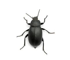how do you care for dermestid beetles