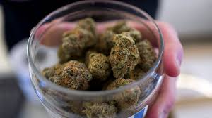 Either quit weed for good (if you can't control intake) or cut back and use medical grade organics if you can get it where you live, because the medical grade stuff has a lot of health benefits. Catch A Bad Buzz Don T Expect A Refund For Your Marijuana Purchase Ctv News