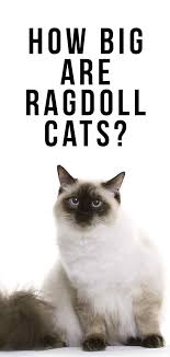 How Big Are Ragdoll Cats Your Ragdoll Size Guide