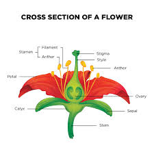 The parts of a flower that are often conspicuously colored. Flower Dissection Science World