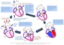 Circulatory System Diagram Cardiovascular System And Blood