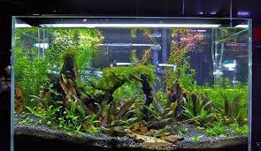 Benefits of Having a Fish Aquarium at Home gambar png