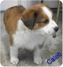 However, free aussie dogs and puppies are a rarity as rescues usually charge a small adoption fee to cover their expenses (usually less than $200). Ozark Al Australian Shepherd Meet Caleb A Pet For Adoption