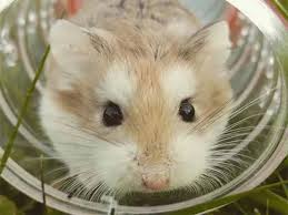 All About Hamsters 10 Facts For Beginners