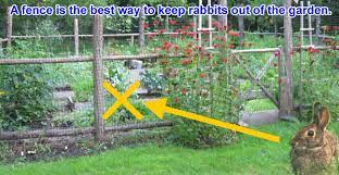 how to get rid of rabbits