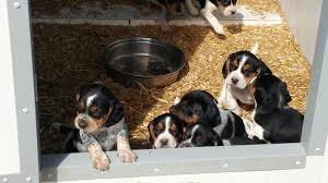 Other possible descendants of the beagle are the talbot hound, the black & tan irish kerry beagle and the bloodhound. Beagle Puppies For Sale Registered Ontario Beagle Breeder