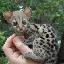 Image result for rare cute  animals