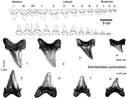 Evolution Of White And Megatooth Sharks And Evidence For
