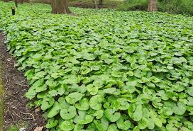 Ground Cover Plants Flowers