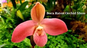 boca raton orchid show in love with