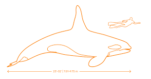 Orca Whale Killer Whale Dimensions Drawings Dimensions