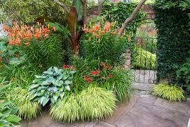hemerocallis hosta and tiger lilies