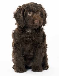 Find dogs and puppies for sale, near you and across australia. Springerdoodle Dog The Springer Spaniel Poodle Mix Breed