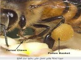 نتيجة بحث الصور عن منتجات خلية النحل
