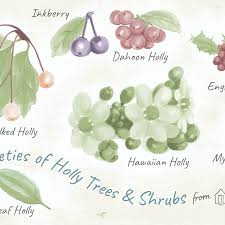 18 Species Of Holly Plants