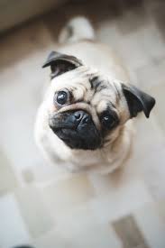 #pugs #pug puppies #puppies #idk how to tag this #eleventhpsycho #you guys i'm sorry i don't know what i'm doing anymore #i swear this won't be ***disclaimer: 10 Overlooked Dog Breeds That Make For Great Family Pets Pug Puppies Puppies Cute Pugs