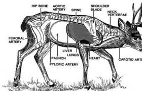 Deer Anatomy Recovery Reminder Pics Diagrams