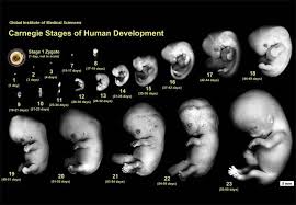 Things You Need To Know About Embryo Development Stages