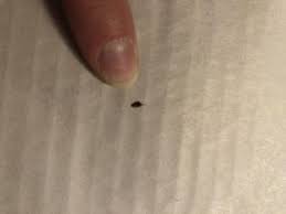 bed bugs or carpet beetle larvae