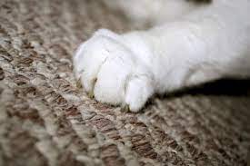 why do cats scratch carpet