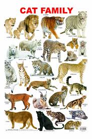 Buy Cat Family Chart Book Online At Low Prices In India