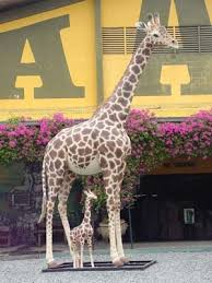 Giraffe Life Size 19ft Tall Jr 2250