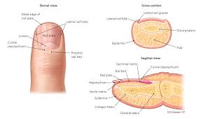 finger nail labeled diagram anatomy