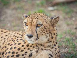 cheetah selwo aventura