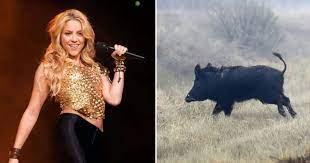 Is Shakira OK? Singer attacked by wild boars in Barcelona park while on  walk with son | MEAWW