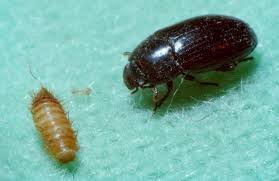 dermestid beetles agricultural biology