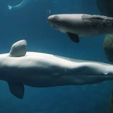 the beluga whale in a viral image doesn