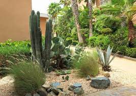 Desert Plants For A Beautiful Landscape