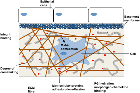 the extracellular matrix structure
