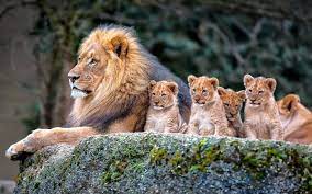 Lion And Baby Lions Wallpaper, Nature ...