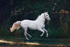 what-is-the-most-popular-horse-color
