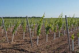 appropriate trellis system for vineyard