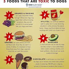 Foods Dogs Cant Eat Chart Google Search Pet Care Tips