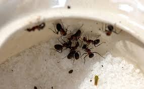 Get Rid Of Sugar Ants In 3 Steps
