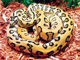 jaguar carpet python aussie pythons