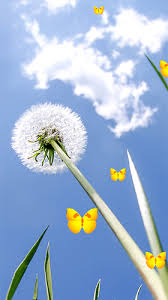 live wallpaper for android dandelion