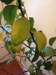 yellowing leaves lemon tree indoors