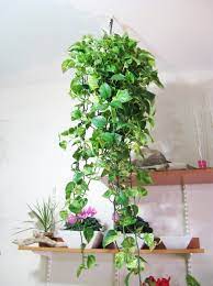 money plant decoration ideas