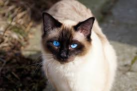 Siamese cat colors can be extremely complicated! 20 Fun Facts You Didn T Know About Siamese Cats