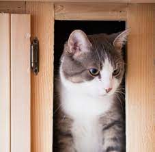 Cat Urine Odor On Wood Cabinets